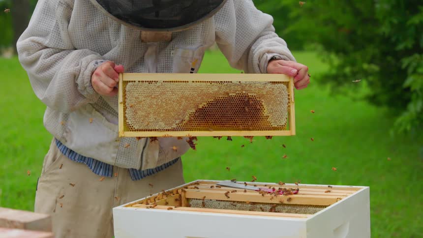 A person shaking bees off of a hive