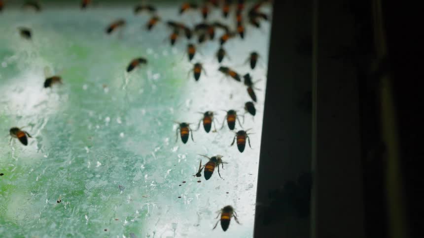 A closeup view shows a large number of honeybees crawling and swarming across a glass surface covered in small water droplets against a blurred green background