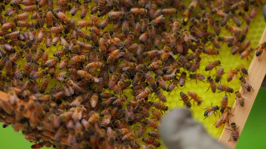 The beekeeper is holding a honey comb covered with bees
