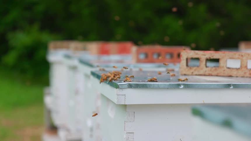 Honey bees swarm and land on the metal lids of white wooden hive boxes weighted down by red bricks in an outdoor apiary surrounded by green trees