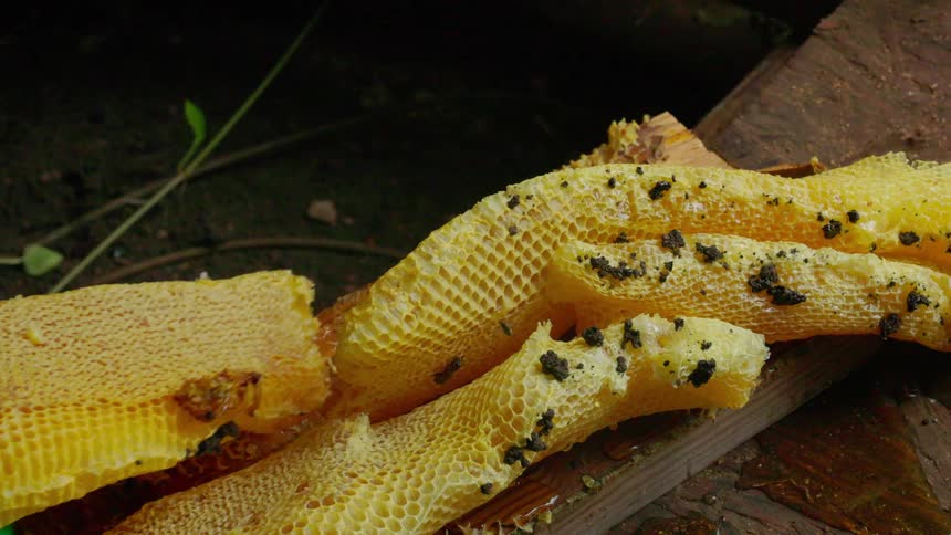 A person wearing green gloves harvests honeycombs in the woods at midday sunlight filtering through the trees as they carefully collect the golden combs from the hive