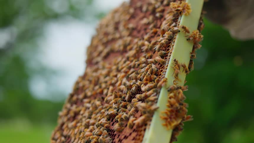 Close up of a beekeeper carrying a beehive outdoors filled with honey bees during daytime