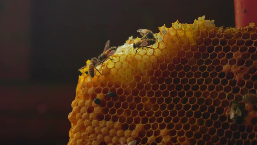 Honey bees crawling on their honeycomb and flying around