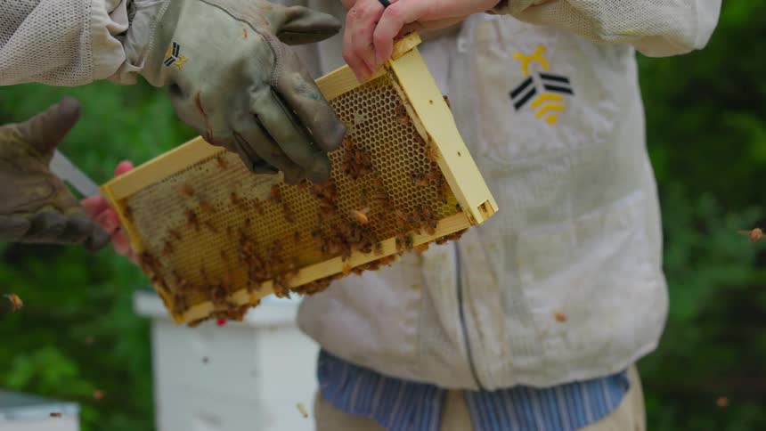 A beekeeper uses a metal tool to lift a frame from a hive then holds it up to inspect the active honey bees and honeycomb structure while a second person wearing protective gloves reaches in to assist with the process outdoors