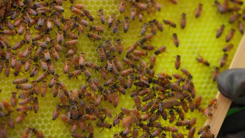 Beekeeper holding a hive frame with many bees over the honeycomb outdoors during day time