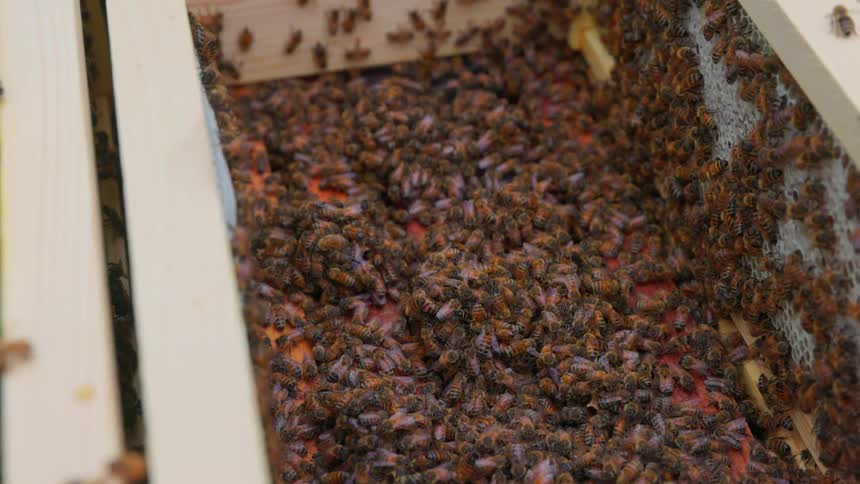 Thousands of honey bees crawl over each other and wooden frames inside an open beehive box revealing the red bottom board as the colony moves and vibrates across the internal structure of the apiary