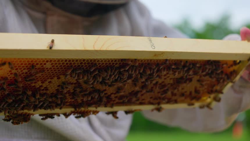 Bee keeper inspecting the honeycomb covered with bees