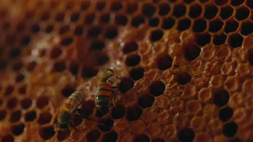Honeybees crawl across a goldenbrown honeycomb structure made of interconnected hexagonal wax cellsthe bees move methodically over the surface dipping their heads into some of the open cells while others appear to be capped with wax