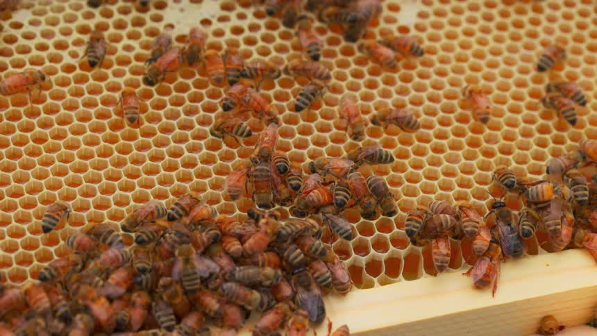 Bees crawling on a honeycomb and flying around