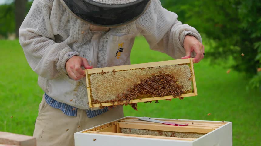 The beekeeper holds up a slide from the beehive box