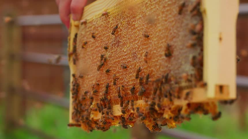 The person lifts the honeycomb from the bee box