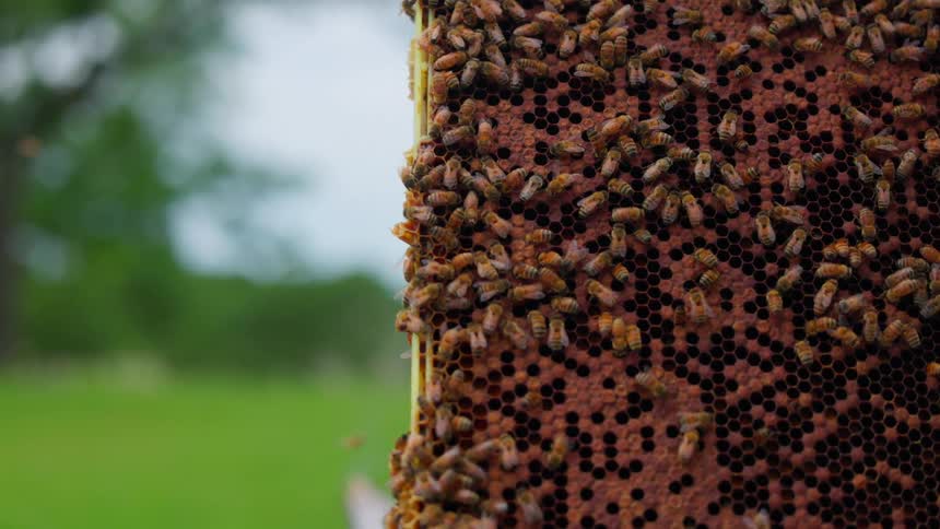 Honey bees crawl over a brown honeycomb frame held upright in an apiary while a metal smoker sits on a wooden hive in the blurred green background