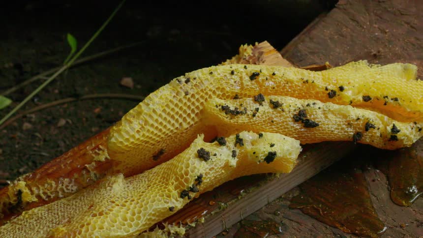 A richly detailed closeup shows freshly exposed golden honeycomb resting on rough wooden planks its hexagonal cells glistening with honey and dotted with dark flecks of debris