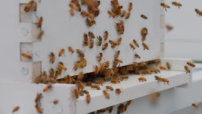Closeup of honeybees swarming around the entrance of a white beehive