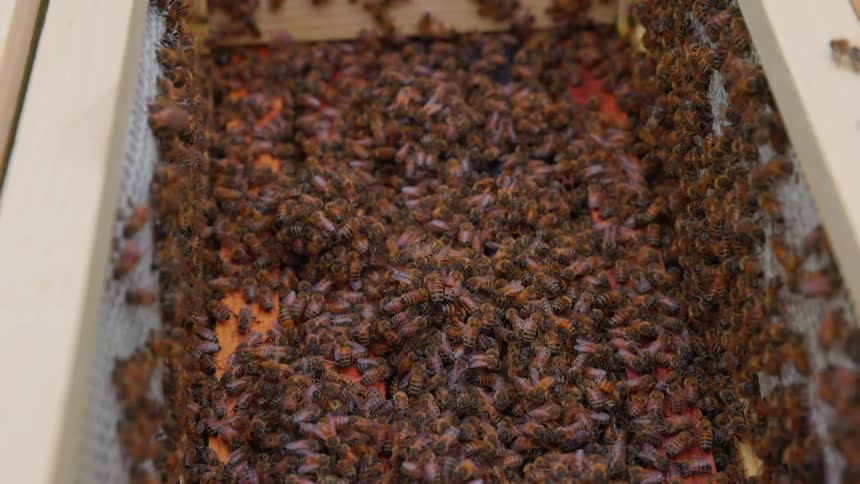 Bees crawling across an apiary hive at midday