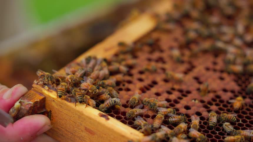 Closeup of a hand holding a wooden frame with honeybees working on golden honeycomb