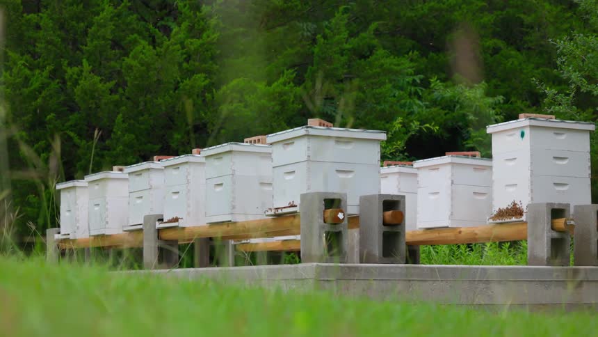 A series of apiary hives set on logs over a concrete platform in a field at midday