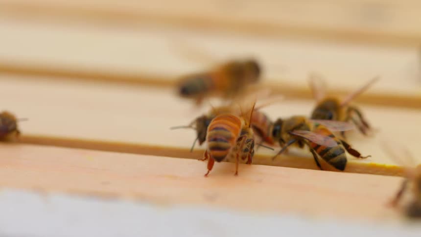 In a close up shot a group of honeybees crawls along the wooden frames of a beehive