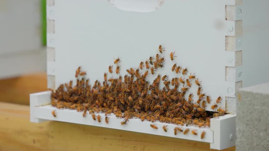 Several bees are landing and crawling on a man made bee box