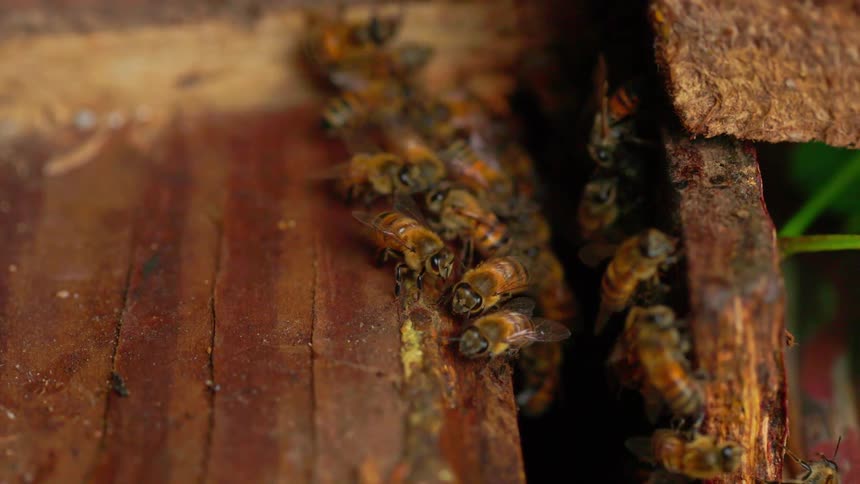 Bees in a wooden beehive