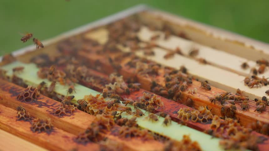 Honey bees crawl across the top bars of wooden frames inside an open beehive while building wax structures with a blurred green meadow visible in the background of the outdoor apiary