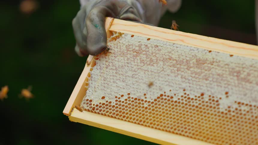A beekeeper wearing protective gloves holds a wooden frame covered in honey bees as they crawl over the wax honeycomb in a natural outdoor setting