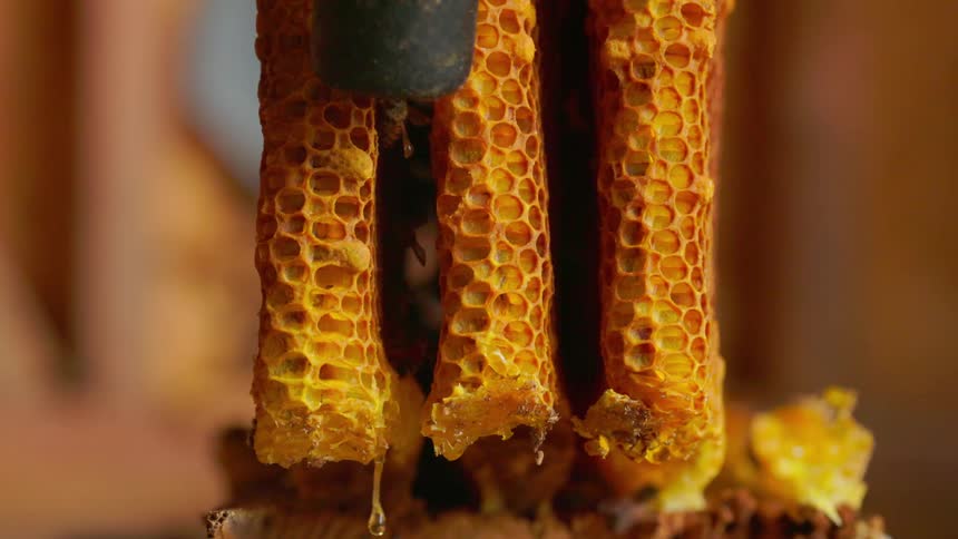 Close up of a beekeeper suctioning honey bees from a honeycomb