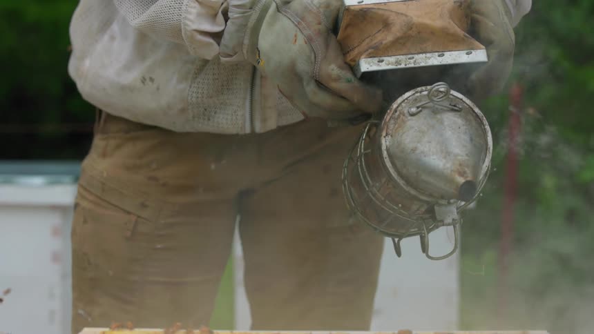 Beekeeper using smoker to calm bees at outdoor hive with greenery in the background