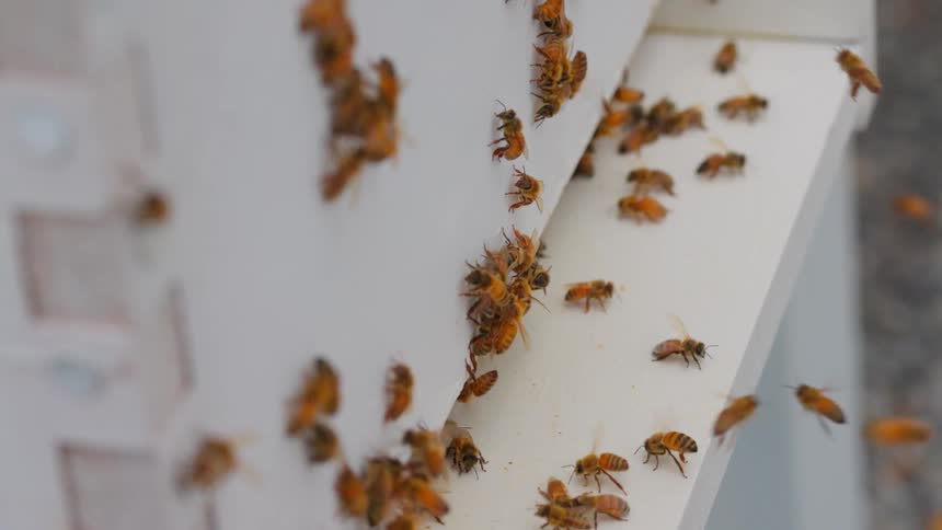 A close view captures a dense group of honey bees crawling on the white side of a wooden hive box with several bees flying nearby