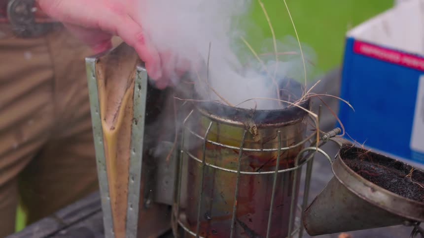 A person is shown packing dry grass and fuel into a metal bee smoker while white smoke begins to billow out the individual uses their hands to press the tinder down into the canister before operating the bellows to increase the smoke output