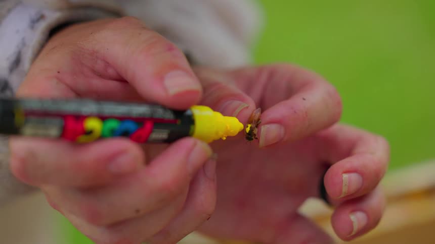 A person painting and marking a bee