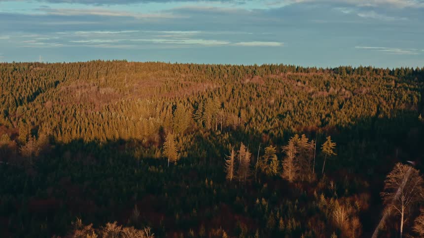 A horizontal boundary that separates the dense evergreen forest from the pale blue sky it sits near the top of the frame and remains relatively stable as the camera moves providing a clear division between the warm tones of the trees and the cool tones