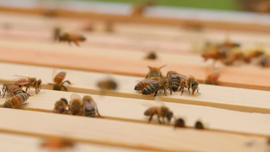 Bees walk and land on wooden slats near the hive