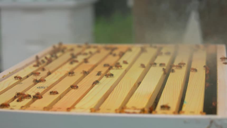 A beekeeper uses a smoker to calm a swarm of honey bees crawling across wooden frames inside an open hive box during a routine inspection at an outdoor apiary