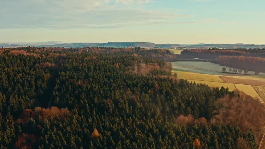 A forest filled with tall trees stretches across the landscape with a distant road visible through the foliage as cars pass by under the bright midday sun