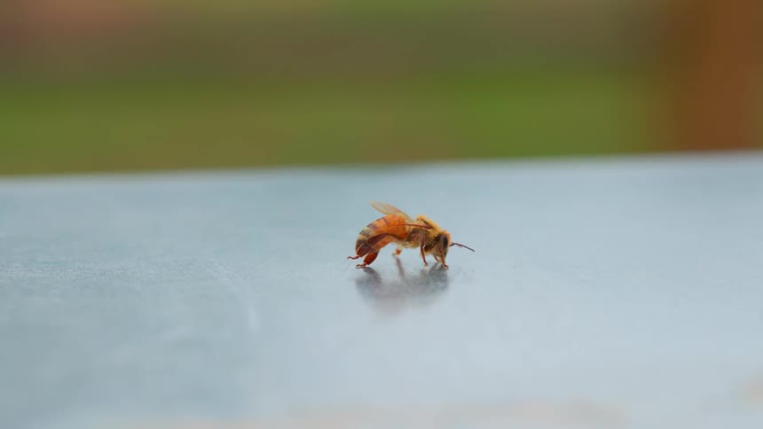 A bee trying to get up from a sticky surface