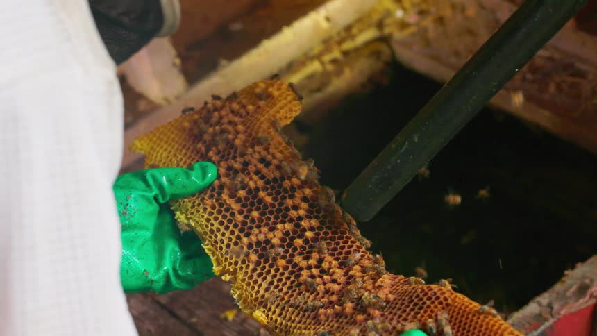 A professional in a white protective suit and green gloves pulls a large beecovered honeycomb from a dark wooden floor cavity while using a black vacuum tube to safely collect the swarming insects during an indoor hive removal