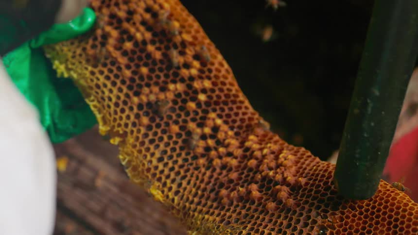 The beekeeper sucks up the bees with his vacuum