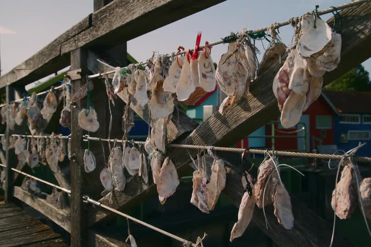 Oysters are hanging on the pier