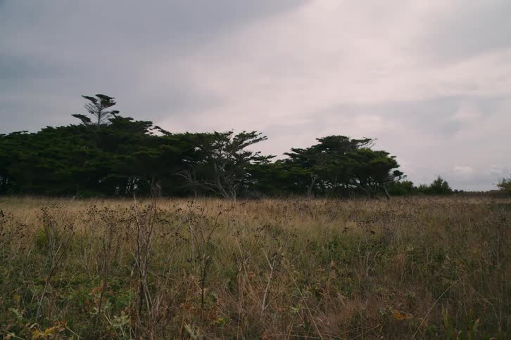A static wide shot shows a field of tall brown grass and dried weeds in the foreground leading toward a dense line of dark green cypress trees under a heavy overcast sky