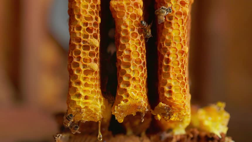 Hanging honeycombs with bees on a natural surface and visible honey droplets