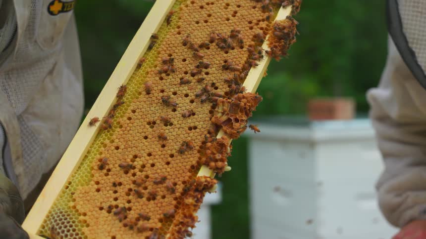 Beekeeper holding a hive frame covered in bees next to another beekeeper working with a tool outdoors during day time