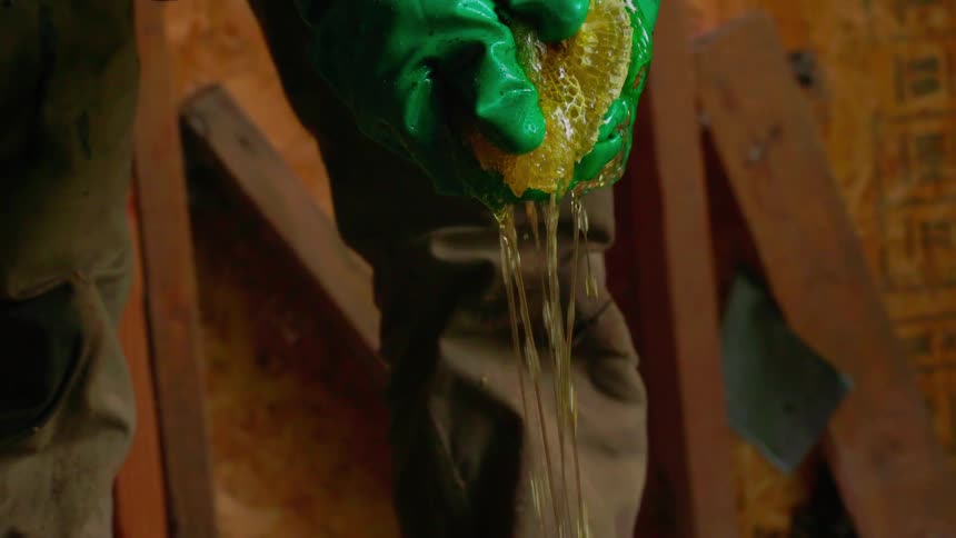 Person wearing gloves squeezing a honeycomb with bees flying around indoors during day time