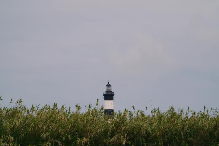 A classic black and white lighthouse peeks out from behind a line of tall swaying reeds that stand against a simple overcast sky