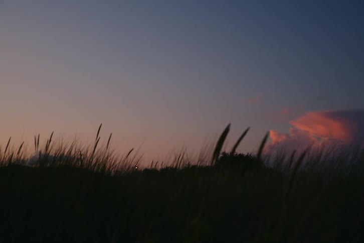 Tall blades of grass sway gently in the foreground silhouetted against a deepening twilight sky in the distance a soft glow of orange and pink light catches the edge of a cloud bank just above the dark horizon