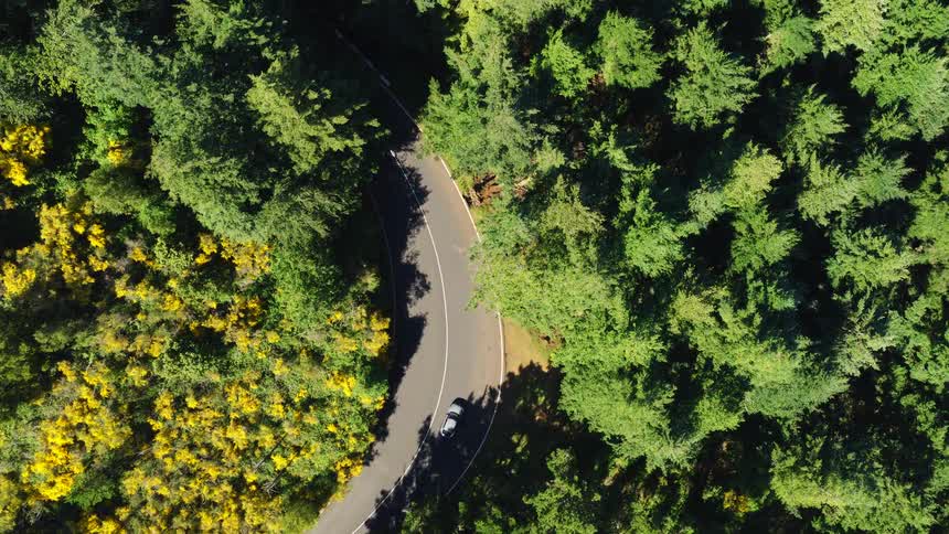 The car drives on the winding road through the forest