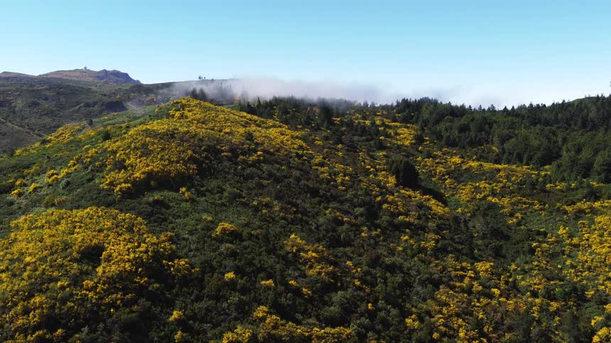 Aerial view moving over forested mountains