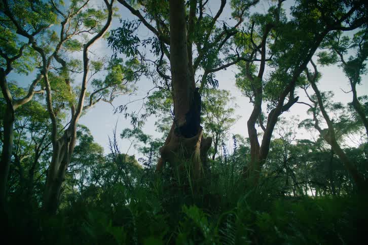 A lowangle shot captures tall eucalyptus trees in a lush forest as sunlight filters through the green canopy highlighting a thick trunk in the center while ferns and wild grass sway slightly in the foreground under a clear sky