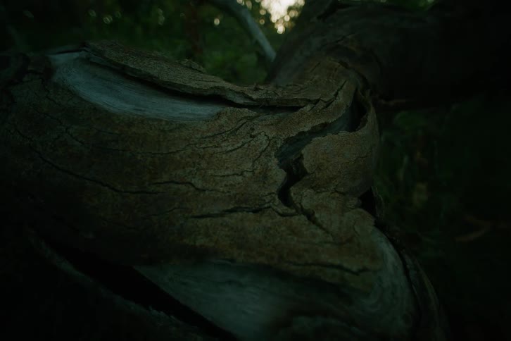 A close view of some wood on a tree
