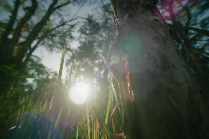 Tree trunk in the foreground with sunlight passing through low vegetation in a wooded area